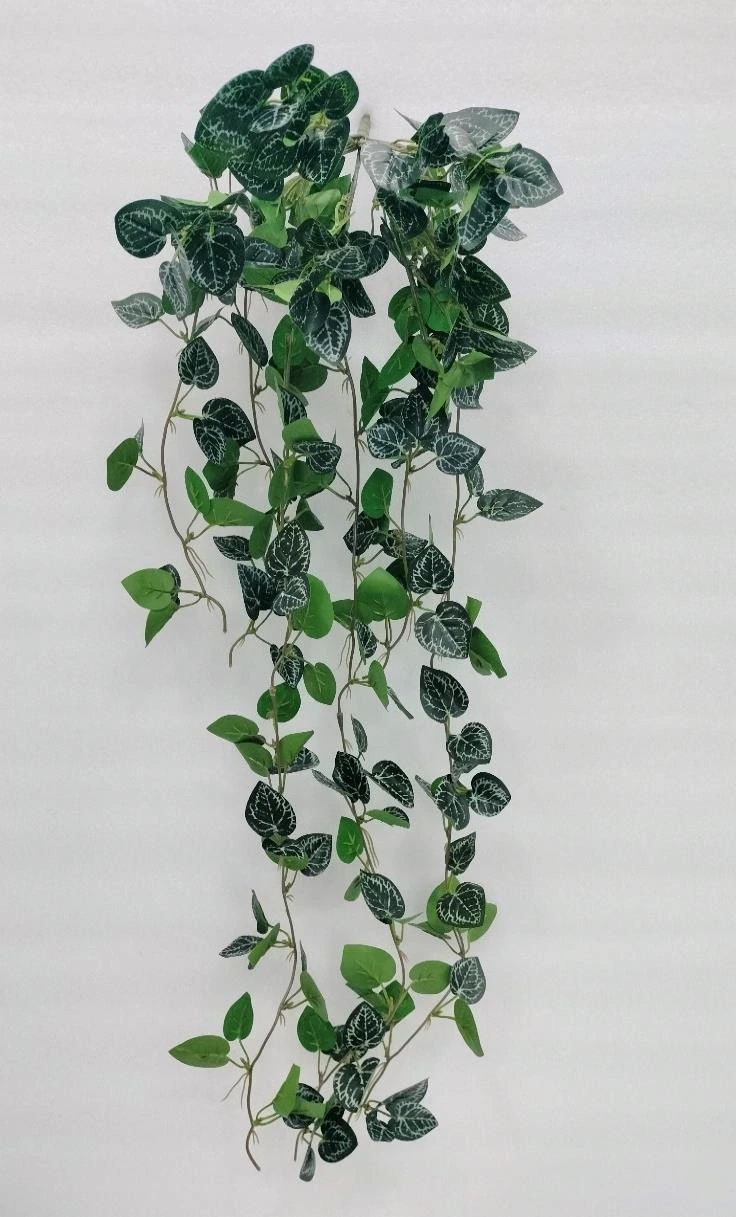Satin Photos Money Plant Creeper Big